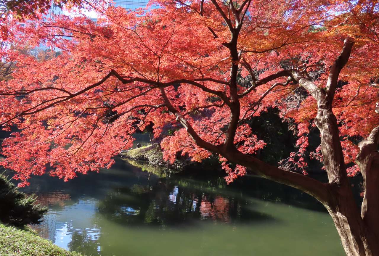 小石川後楽園241210大黒山付近