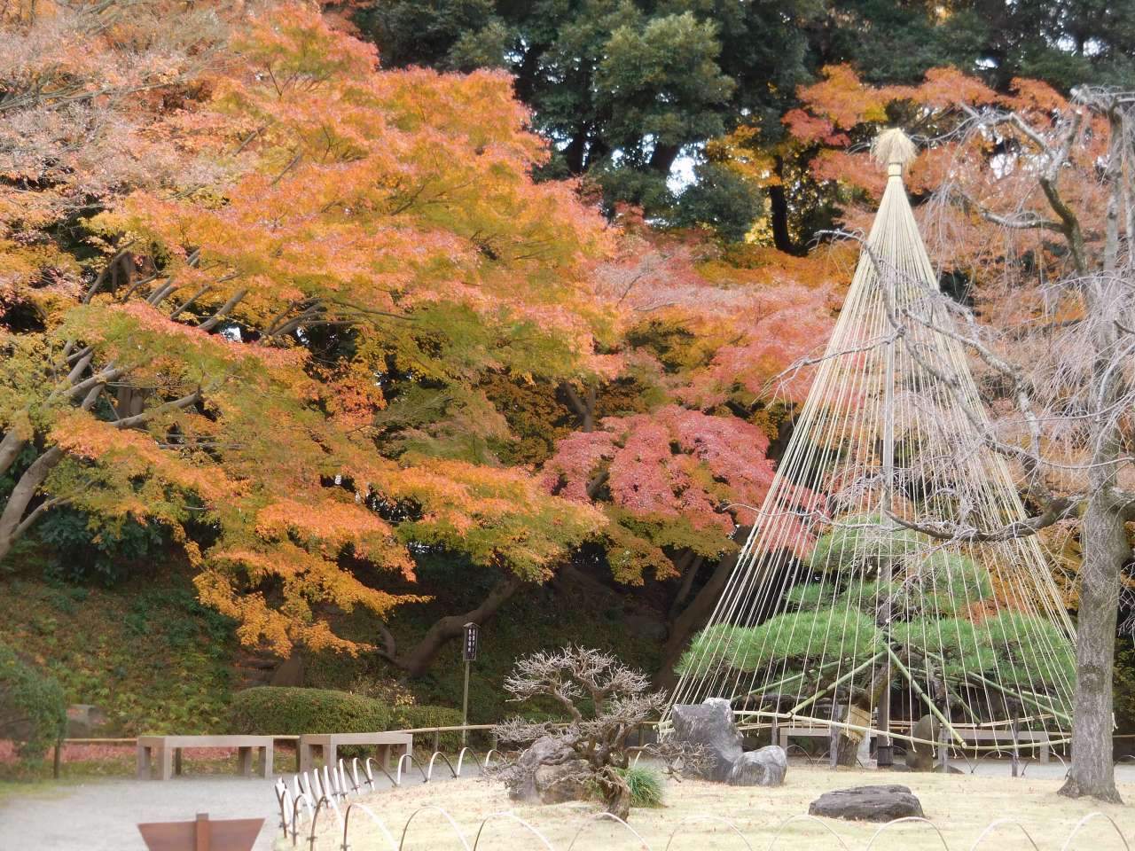 小石川後楽園241213 (11)