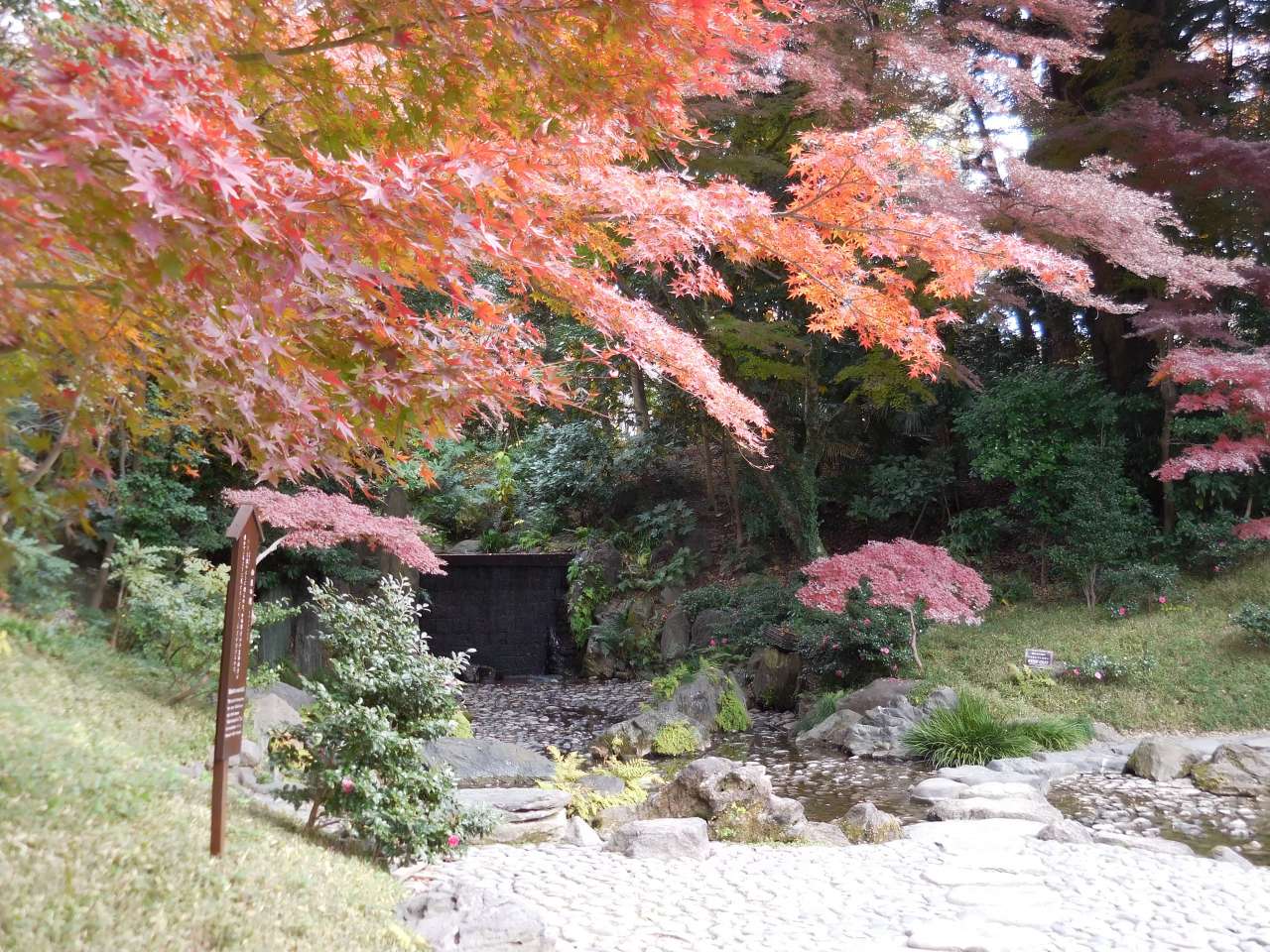 小石川後楽園241213 (12)