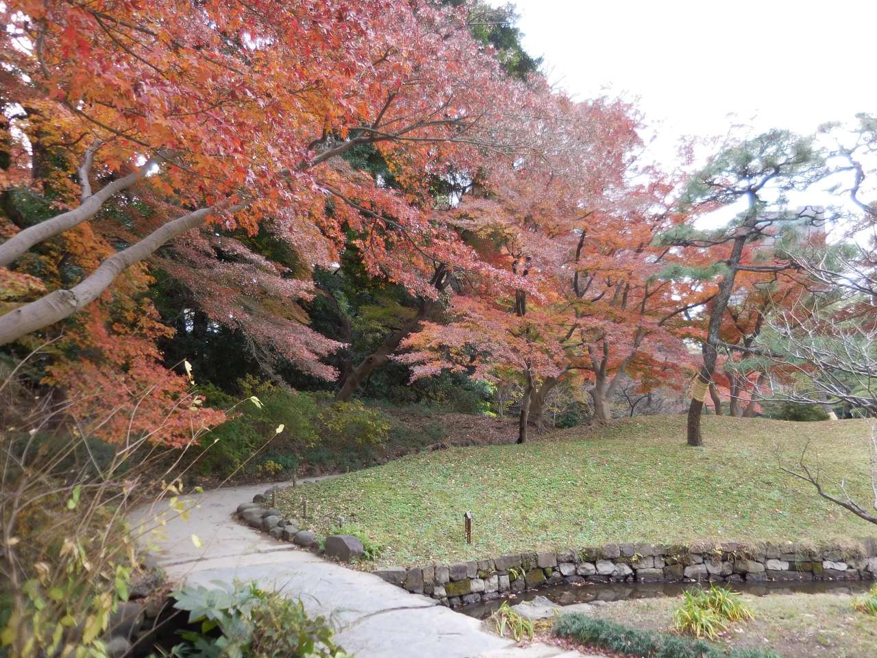 小石川後楽園241213 (18)