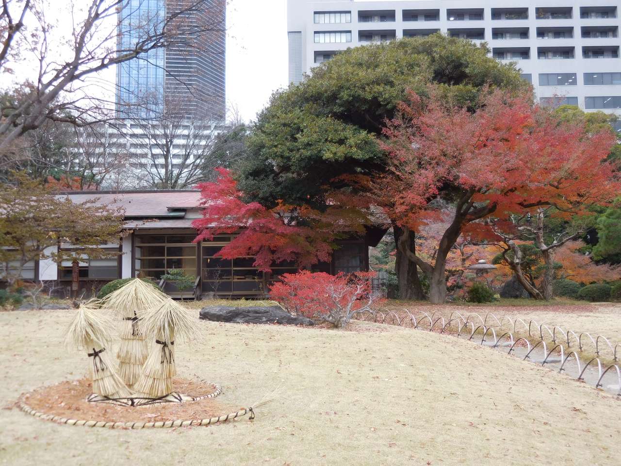 小石川後楽園241213 (9)
