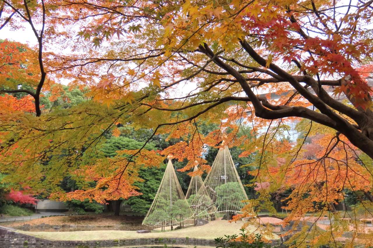 小石川後楽園241213紅葉(内庭)