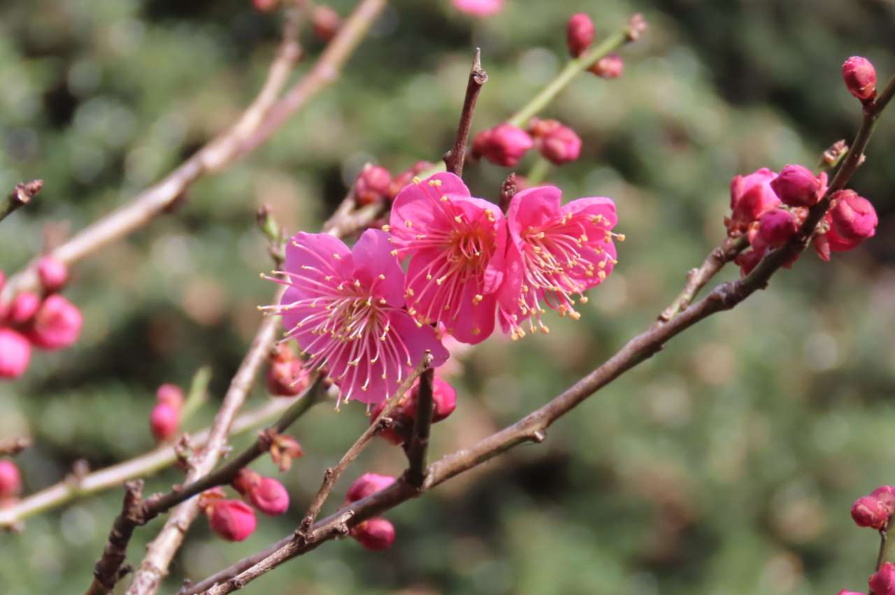 小石川後楽園250127ウメ’大盃’