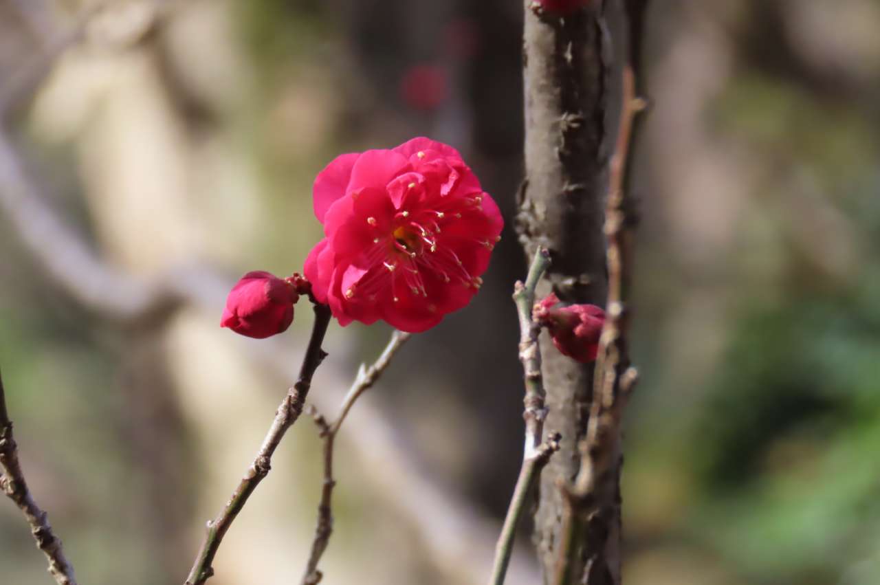 小石川後楽園250127ウメ’鹿児島紅’