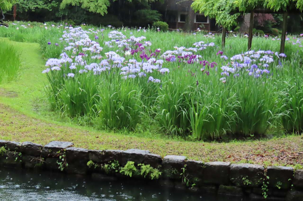小石川後楽園250530ハナショウブ (5)