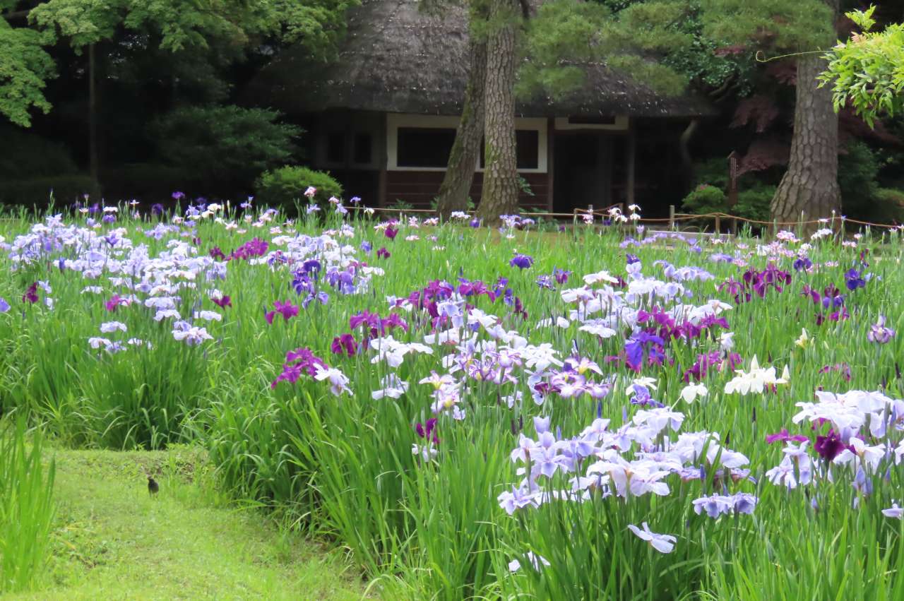 小石川後楽園250602 (12)