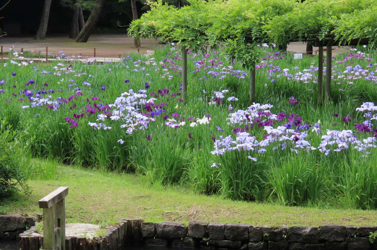 小石川後楽園250602 (14)