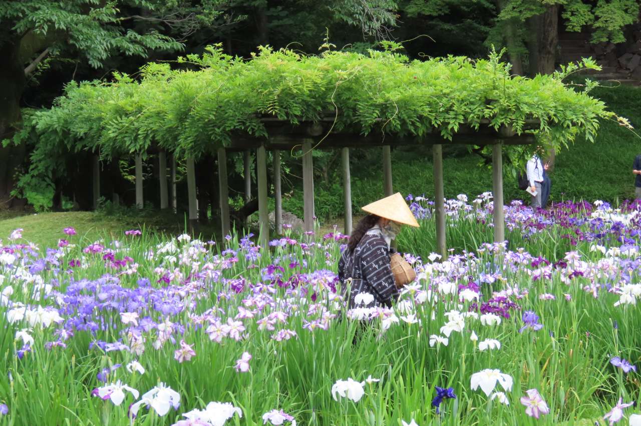小石川後楽園250613ハナショウブの花殻摘み (1)