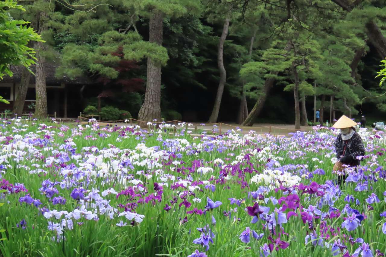 小石川後楽園250613ハナショウブの花殻摘み