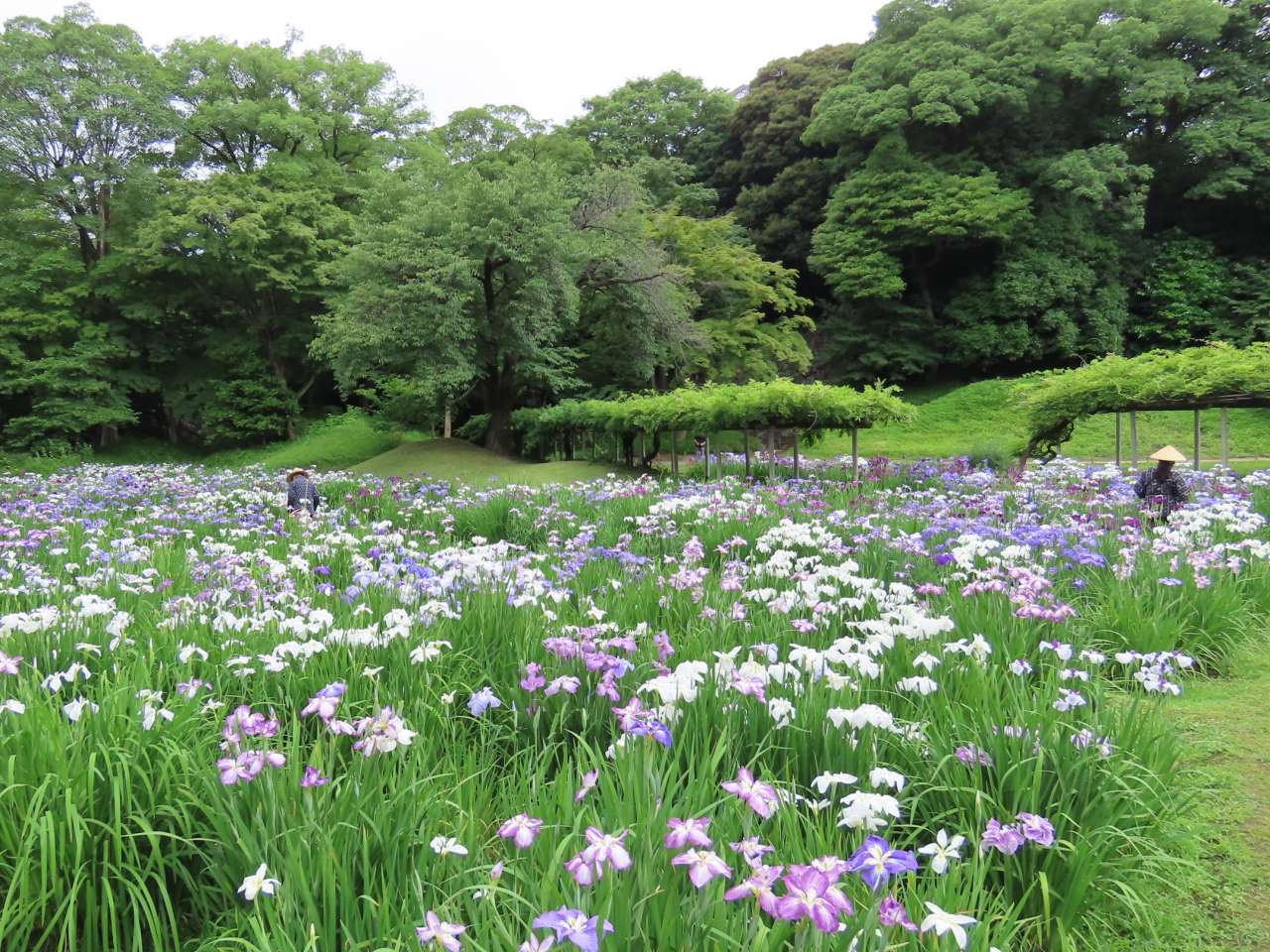 小石川後楽園250613花菖蒲田