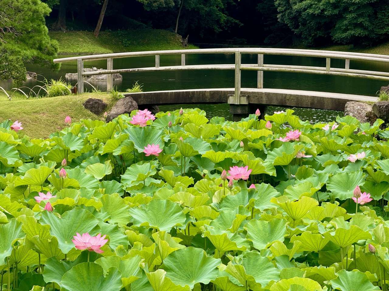 小石川後楽園250714ハス(2)