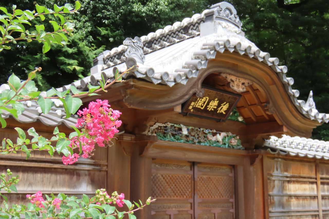 小石川後楽園250727サルスベリ(内庭）⓹