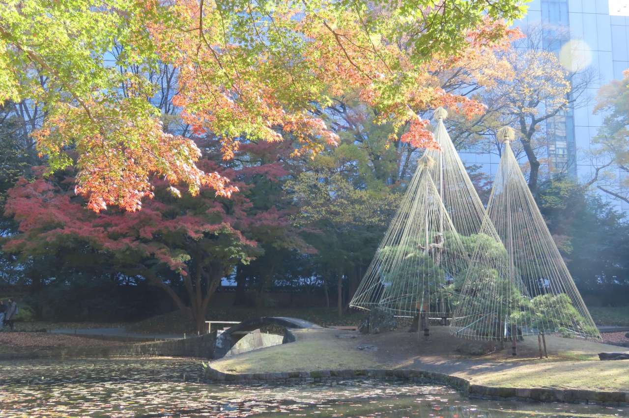 小石川後楽園251121内庭の雪吊