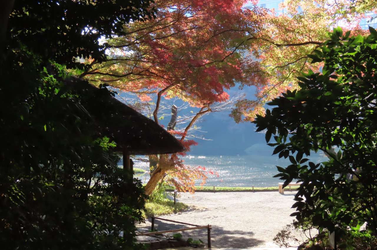 小石川後楽園251121紅葉(丸屋後ろ)