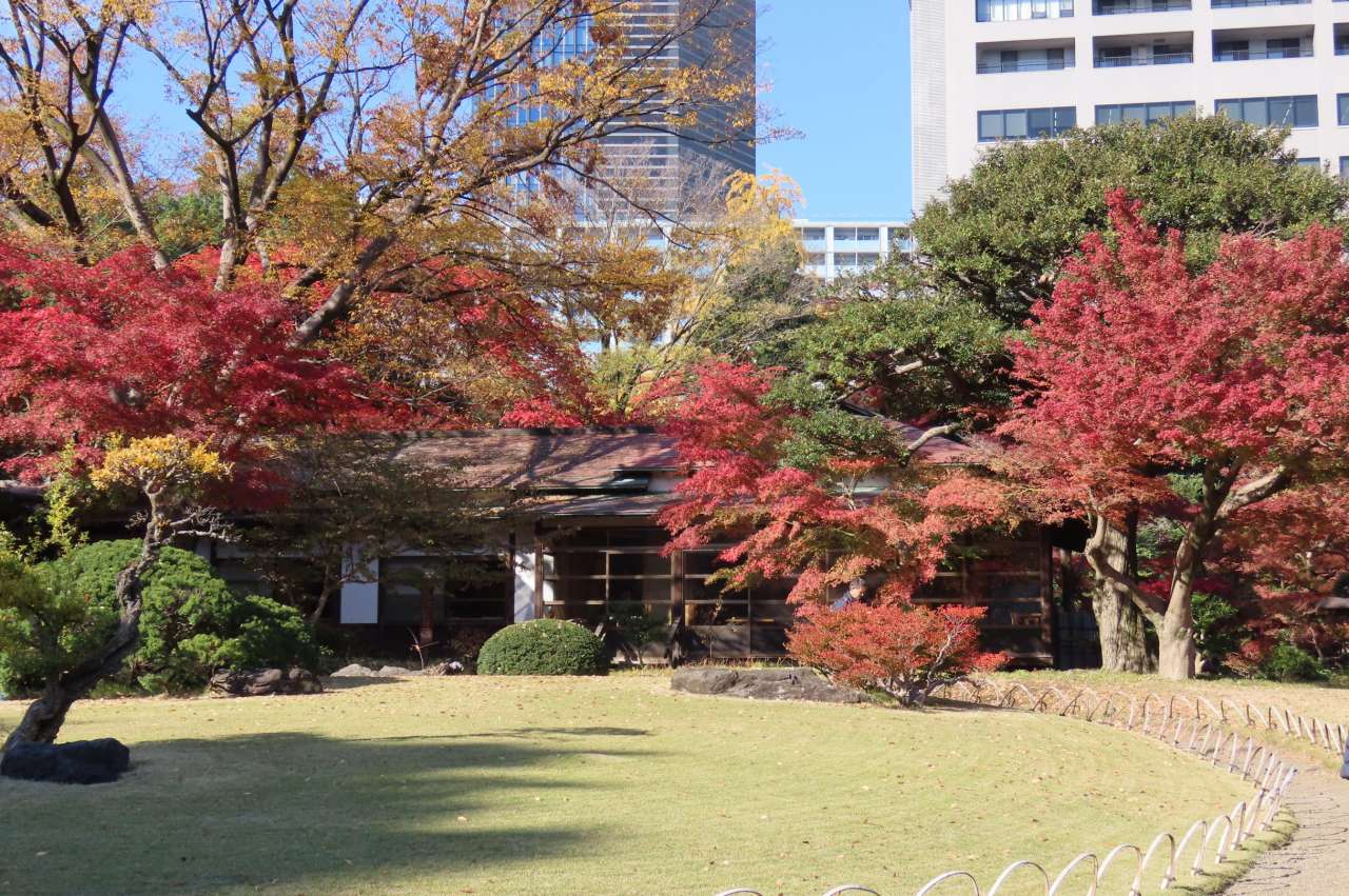 小石川後楽園251121紅葉(涵徳亭前)