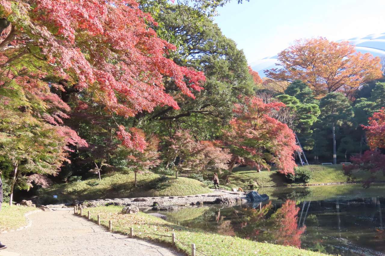 小石川後楽園251121紅葉(白糸の滝前)