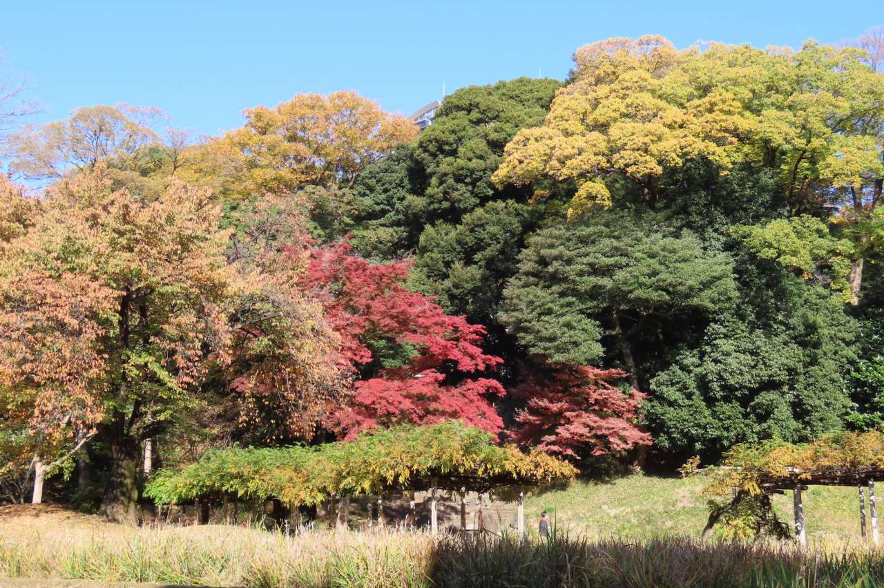 小石川後楽園251121紅葉(藤棚より)