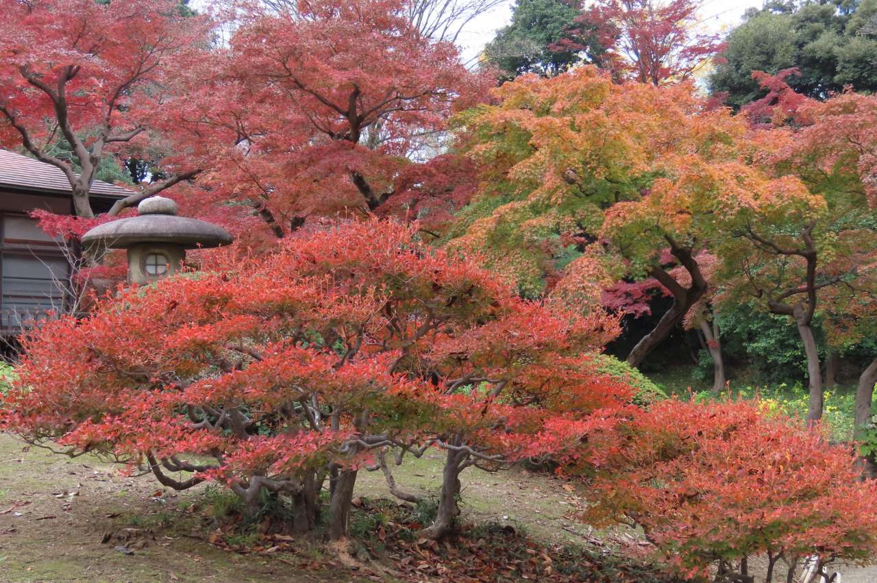 小石川後楽園251125 (10)