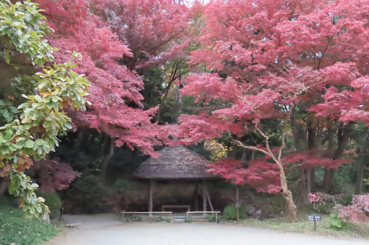 小石川後楽園251125 (7)