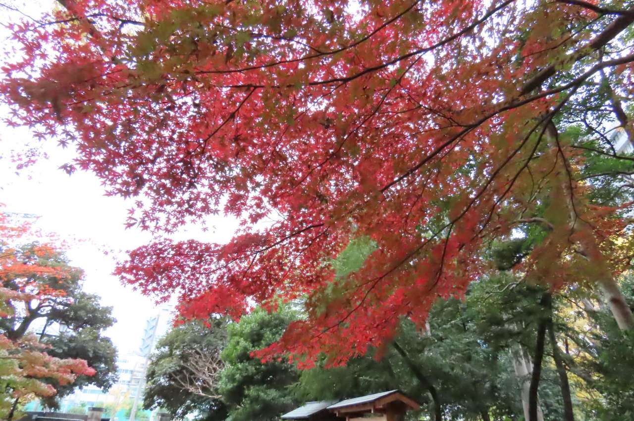 小石川後楽園251125 (8)