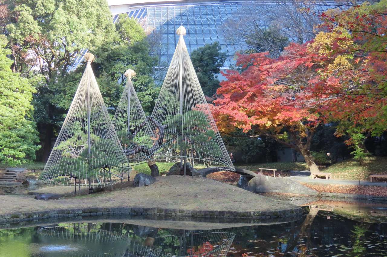 小石川後楽園251128内庭の雪吊と紅葉