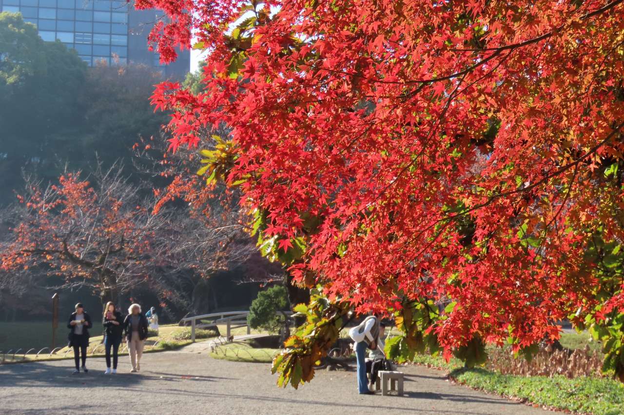 小石川後楽園251128紅葉(丸屋前)修正