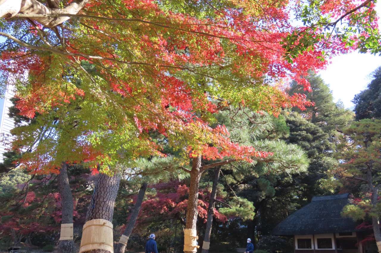 小石川後楽園251128紅葉(松原)