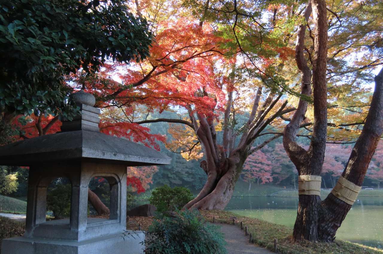 小石川後楽園251128紅葉(異形灯籠)