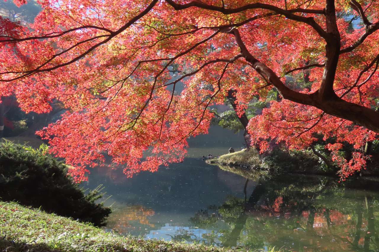小石川後楽園251128裏紅葉(大泉水)