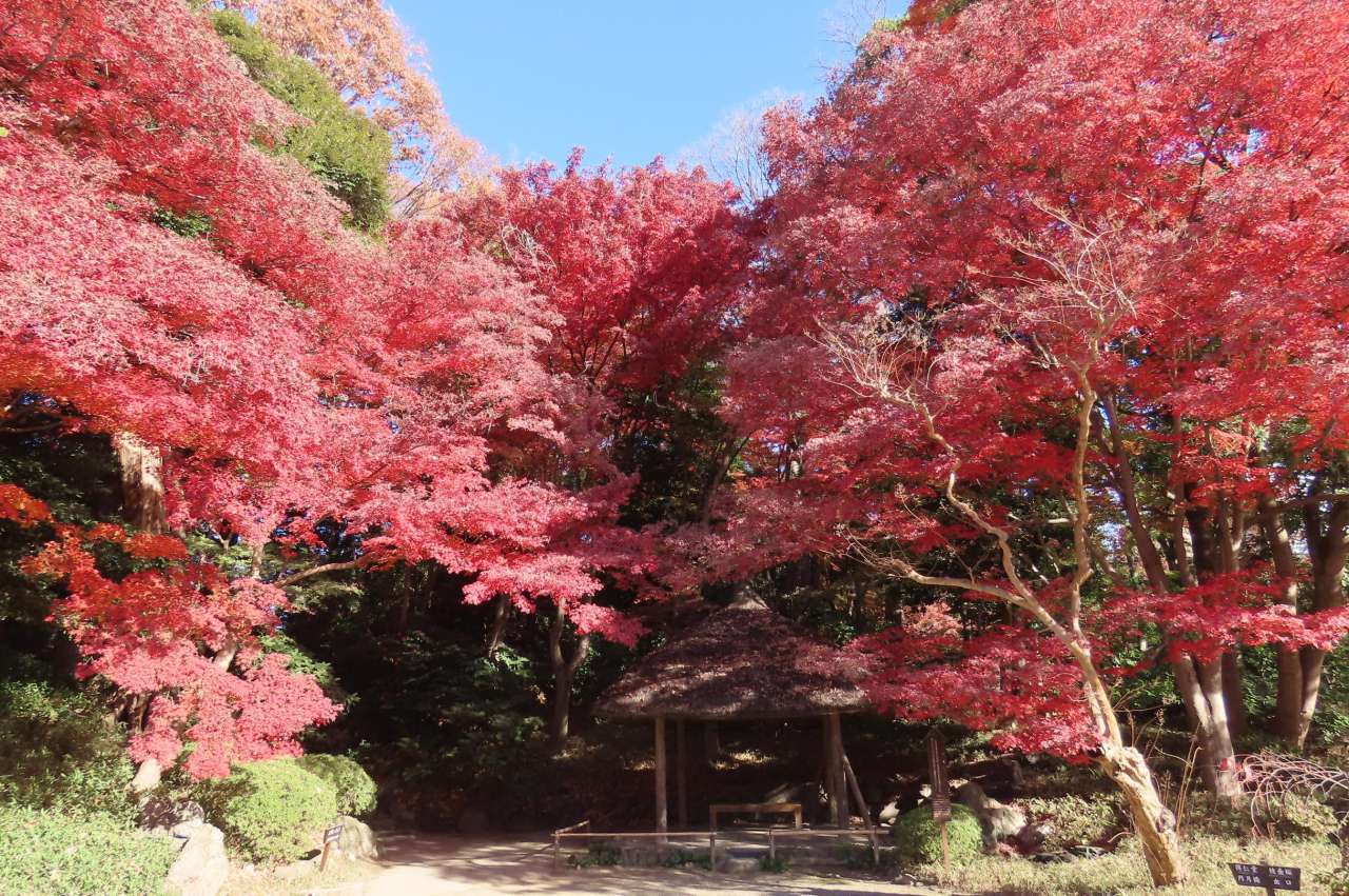 小石川後楽園251201紅葉(丸屋)