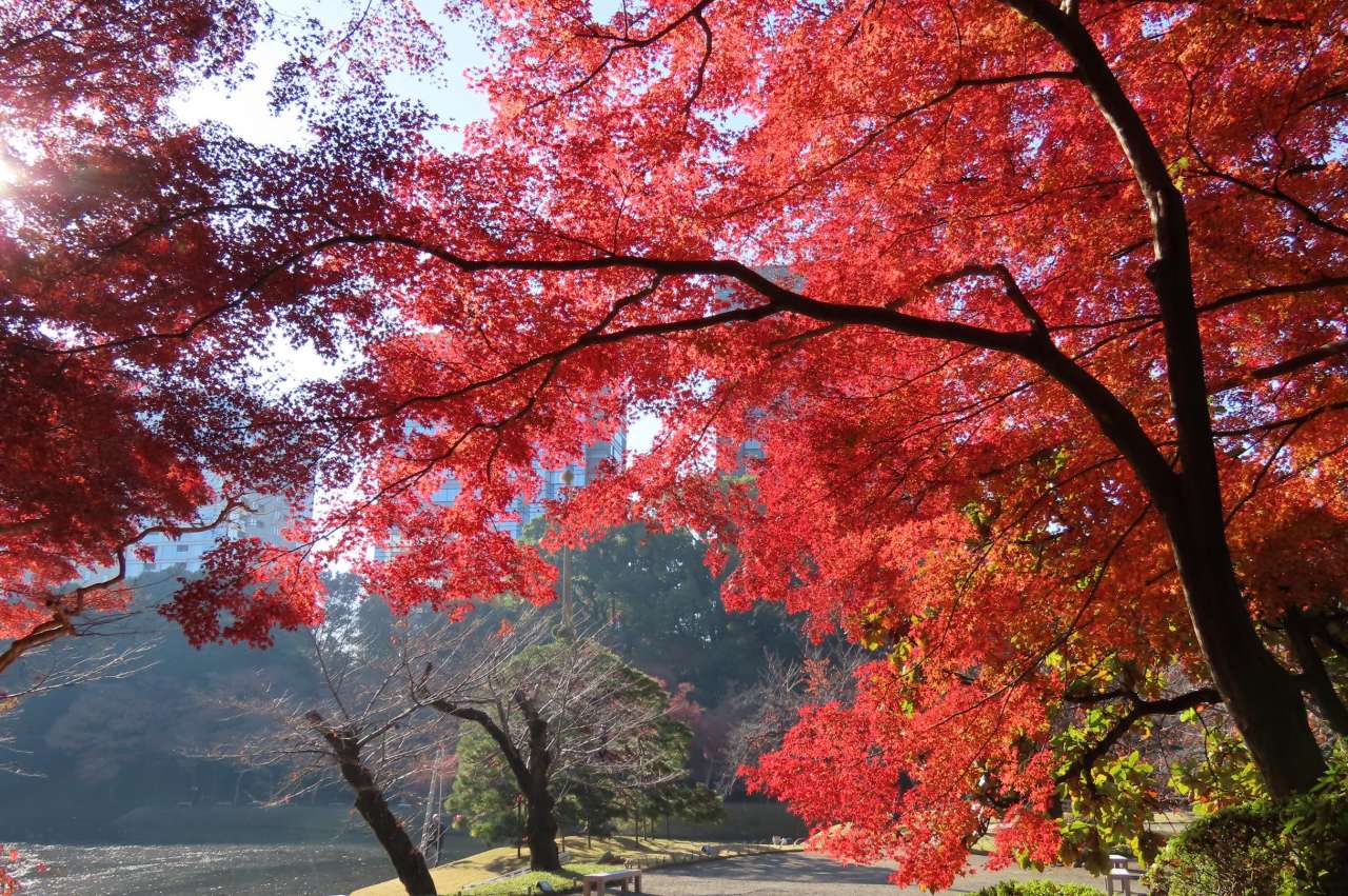小石川後楽園251201紅葉(3)