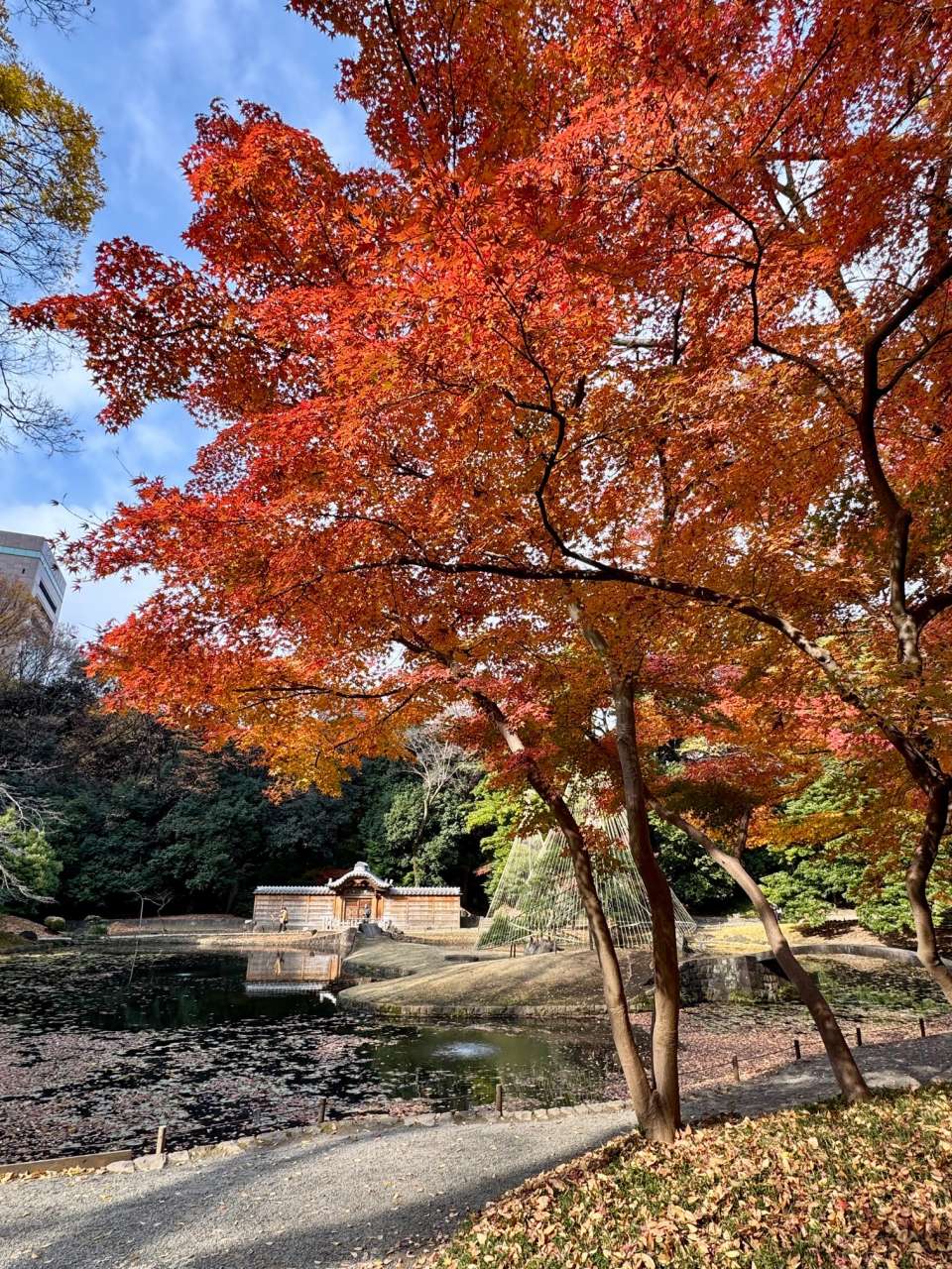 小石川後楽園251202紅葉(9)
