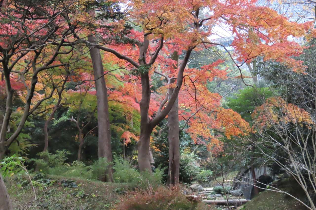 小石川後楽園251203紅葉(円月橋)