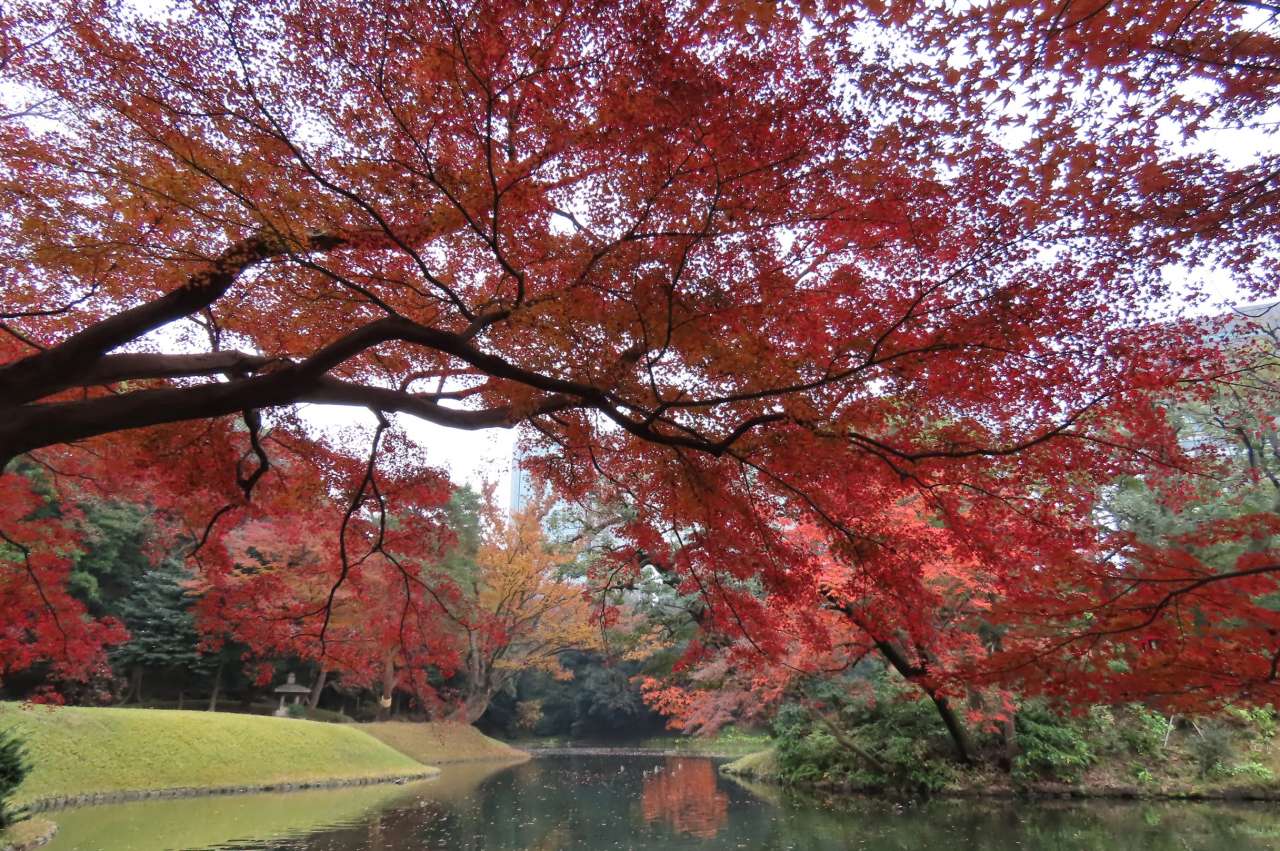 小石川後楽園251203紅葉(松原付近)