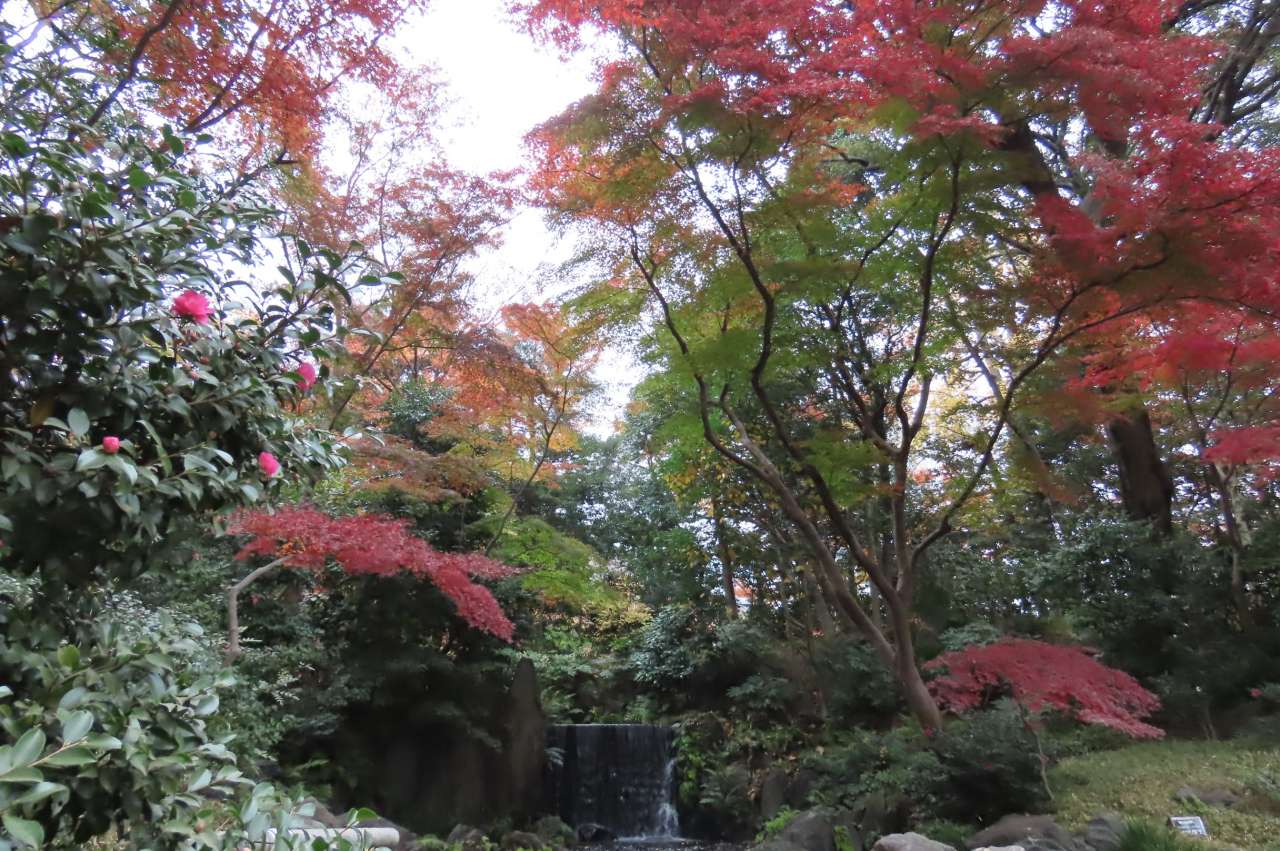 小石川後楽園251203紅葉(白糸の滝)