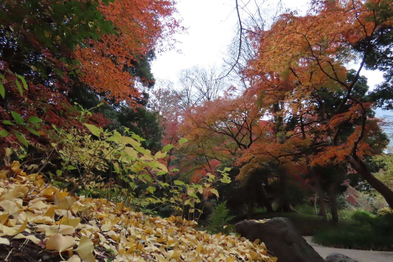 小石川後楽園251203紅葉(白糸の滝裏)