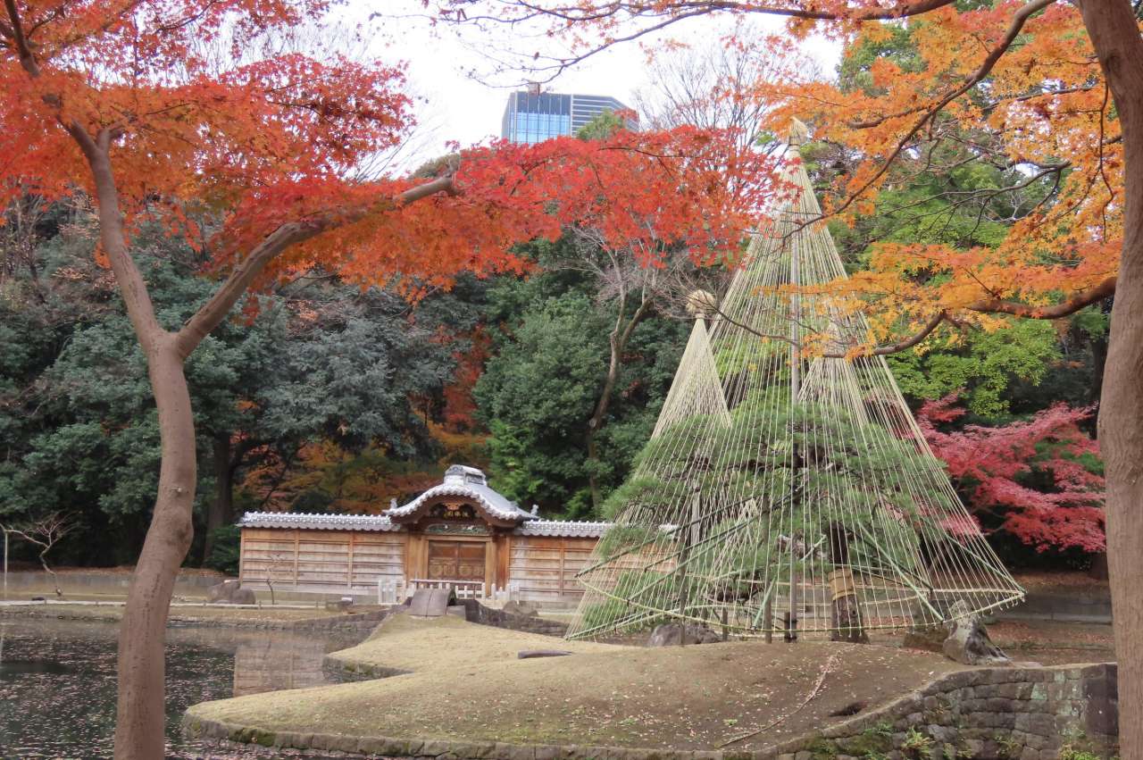 小石川後楽園251211 (1)