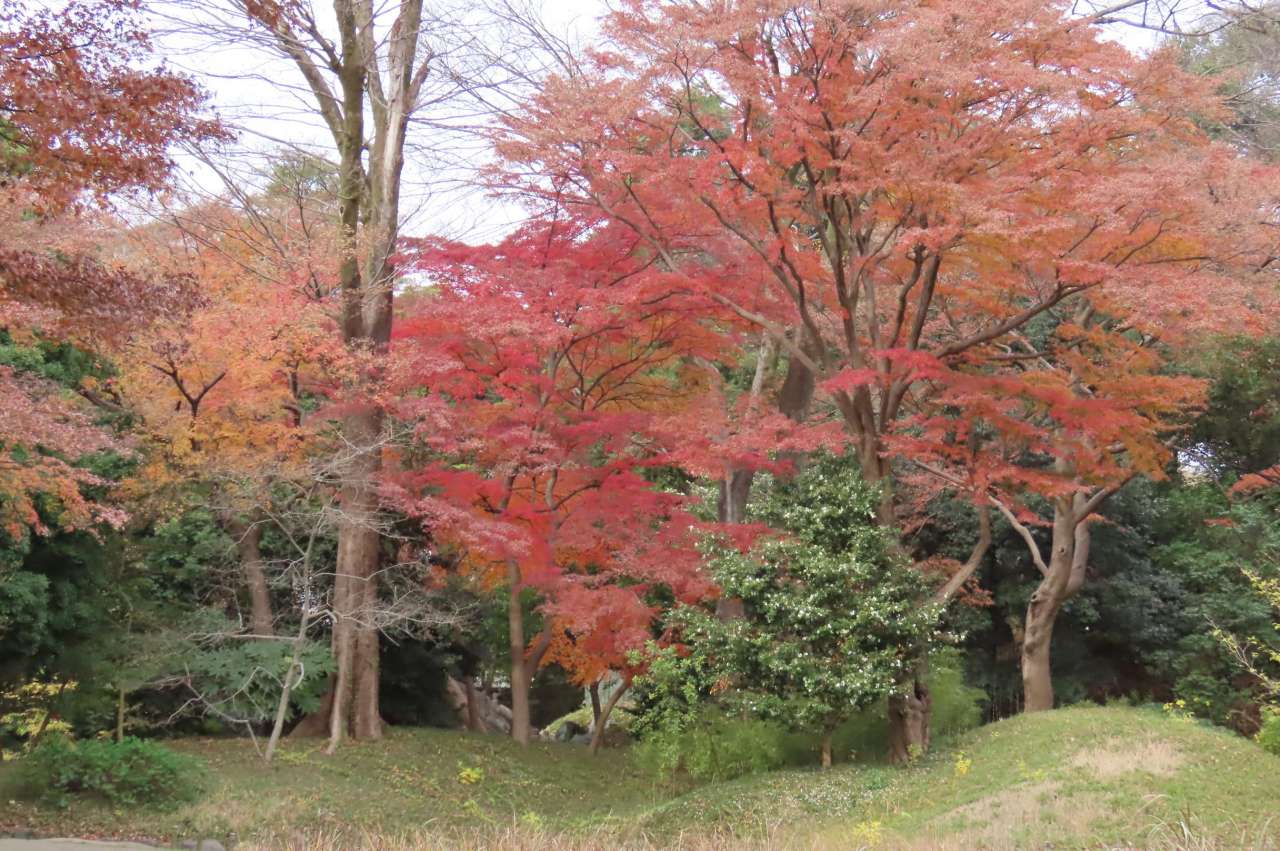 小石川後楽園251211 (15)