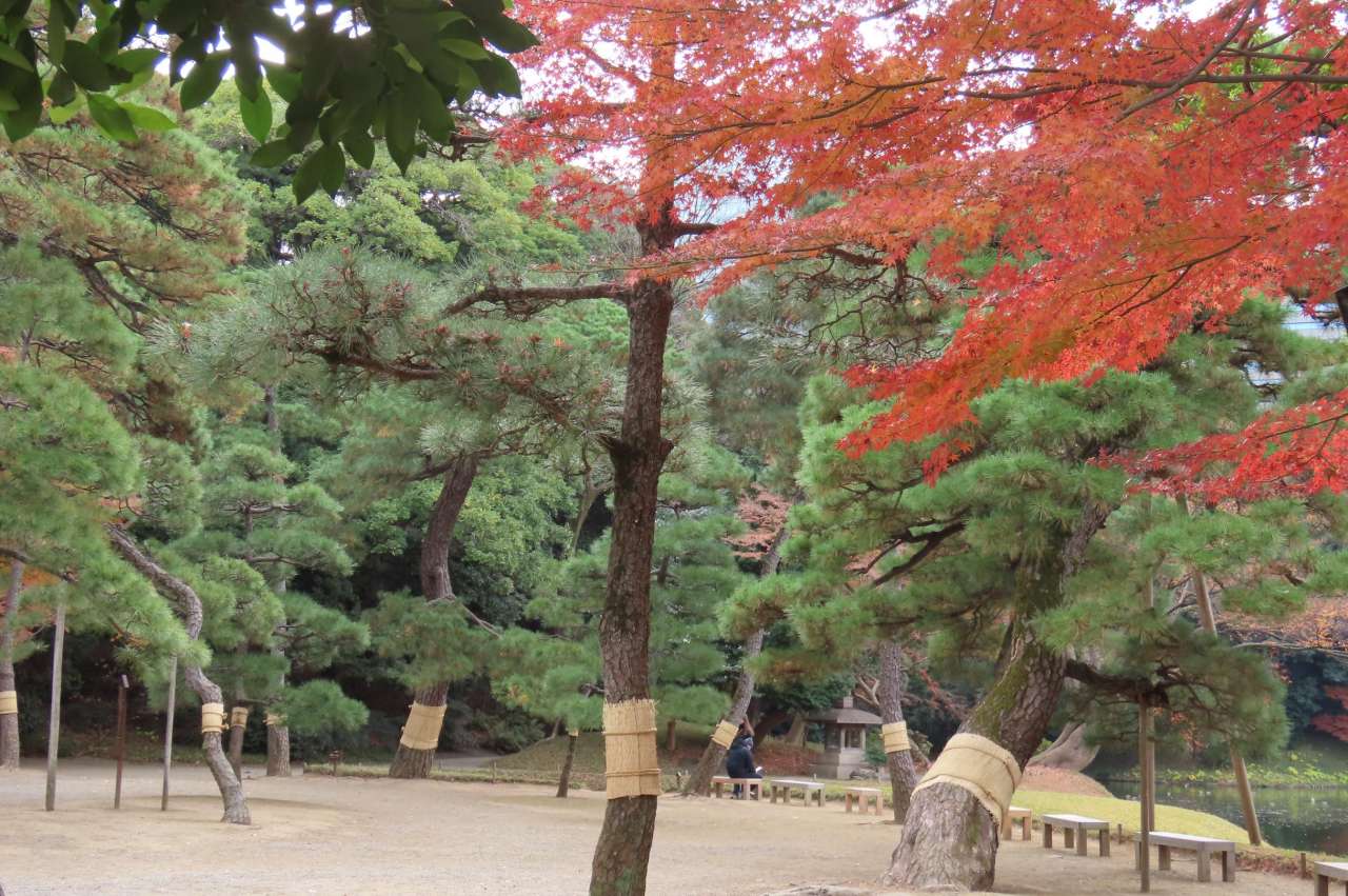 小石川後楽園251211 (16)