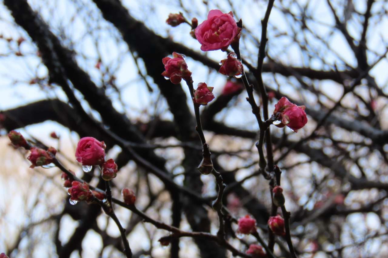 小石川後楽園251221ウメ’八重寒紅’