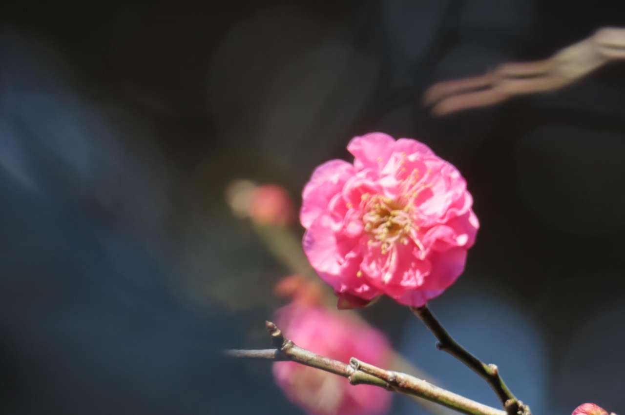 小石川後楽園260105 八重寒紅