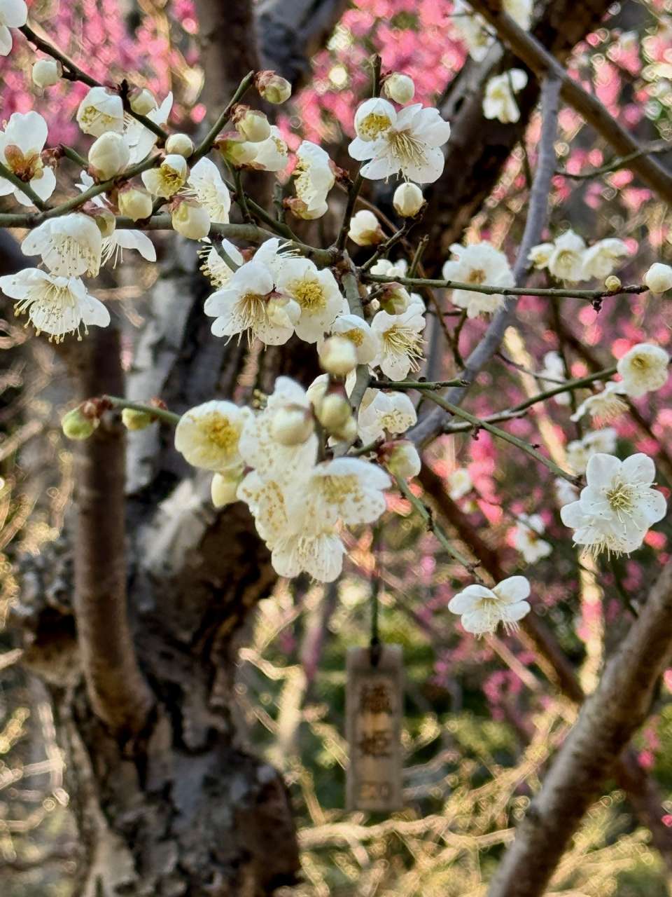 小石川後楽園260117ウメ’織姫’(2)