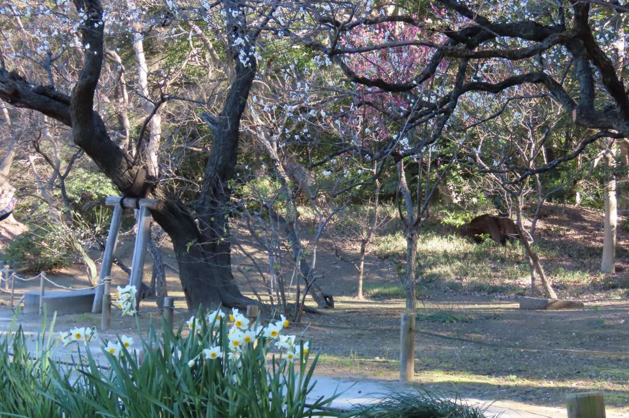 小石川後楽園260123 (11)