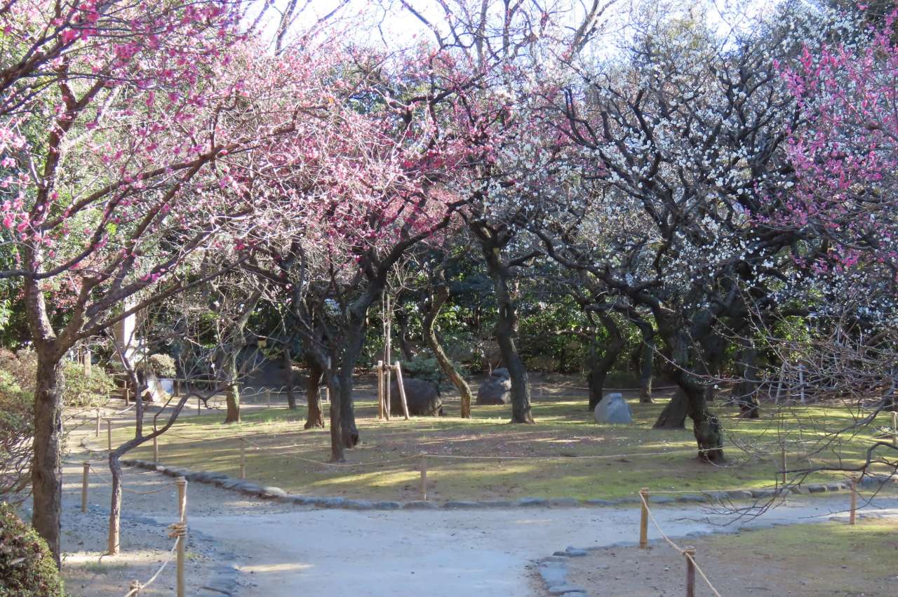 小石川後楽園260123 (25)