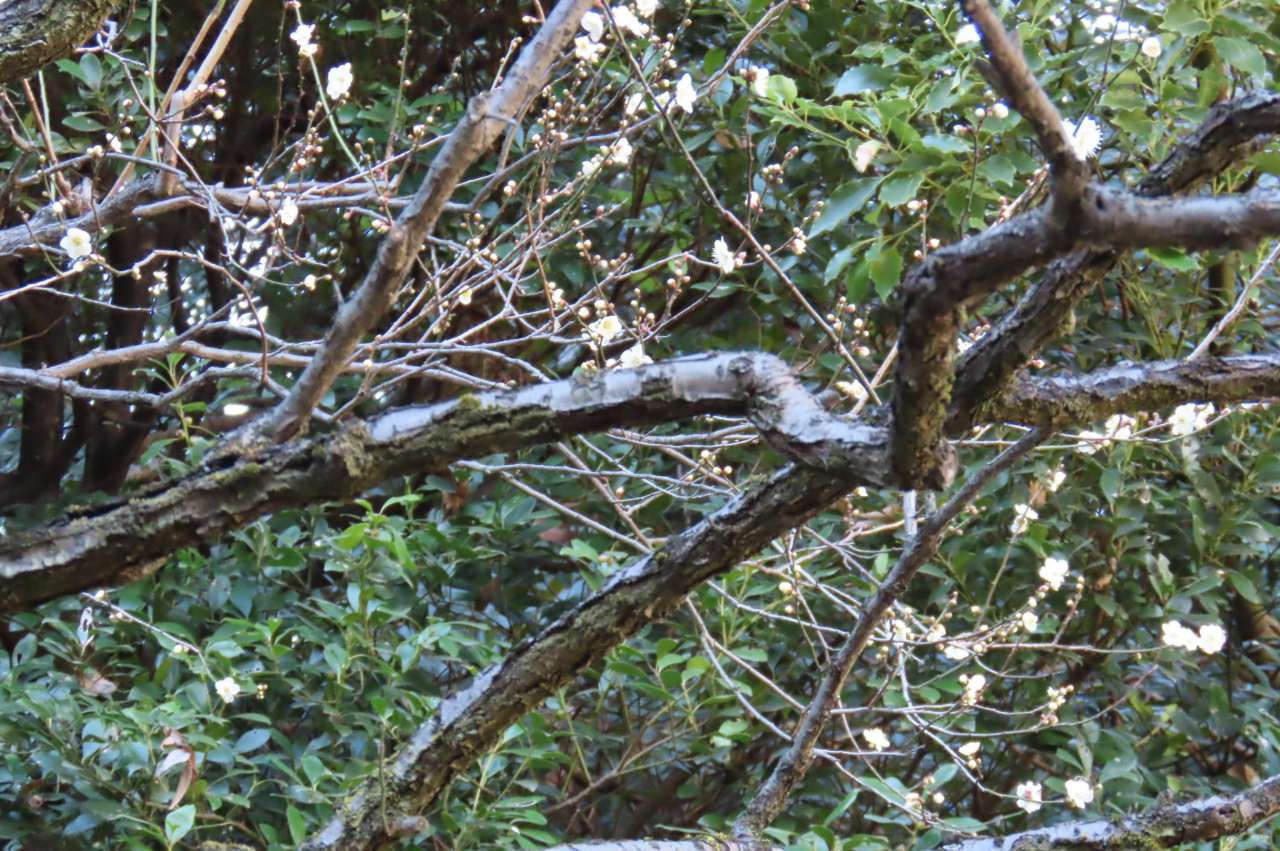 小石川後楽園260123ウメ’白加賀’（内庭）