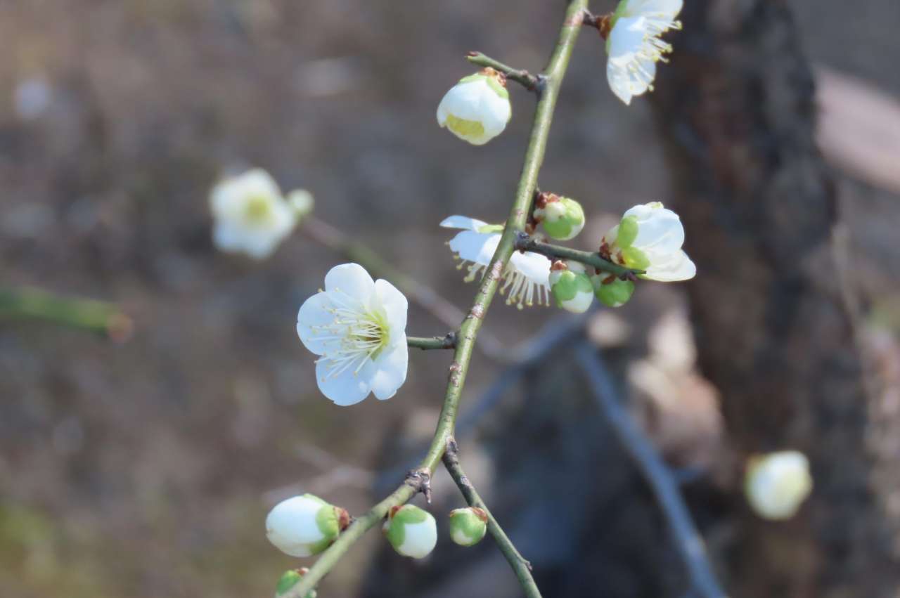 小石川後楽園260127月影