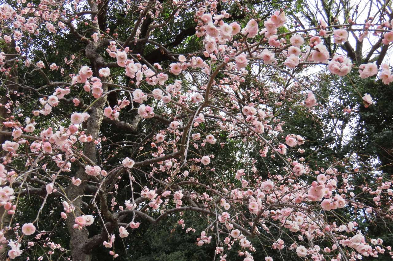 小石川後楽園260128藤牡丹枝垂 (2)