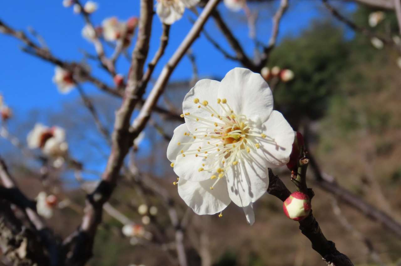 小石川後楽園 梅の開花状況：見ごろ （2月6日現在）｜公園へ行こう！