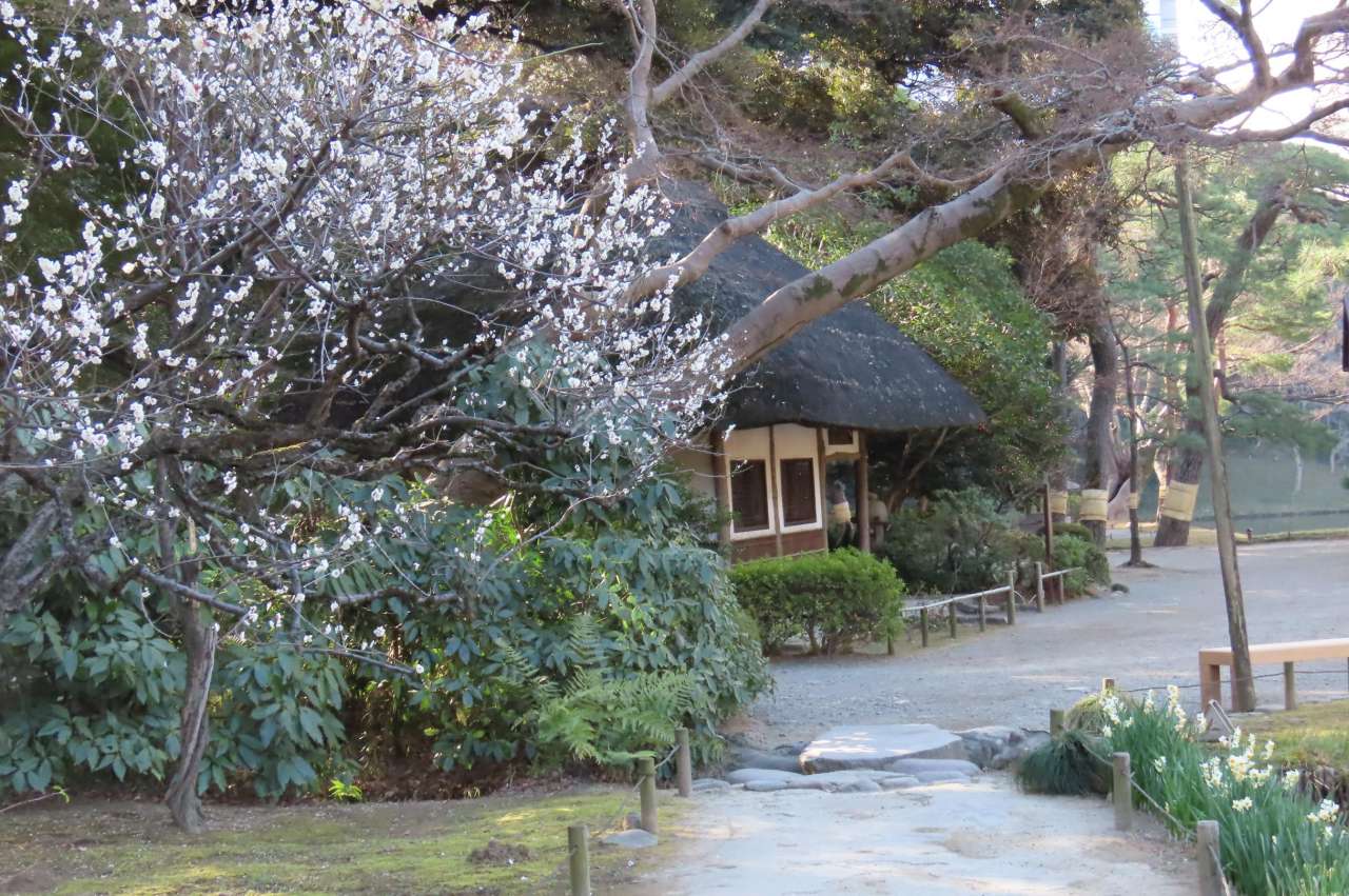 小石川後楽園260205九八屋