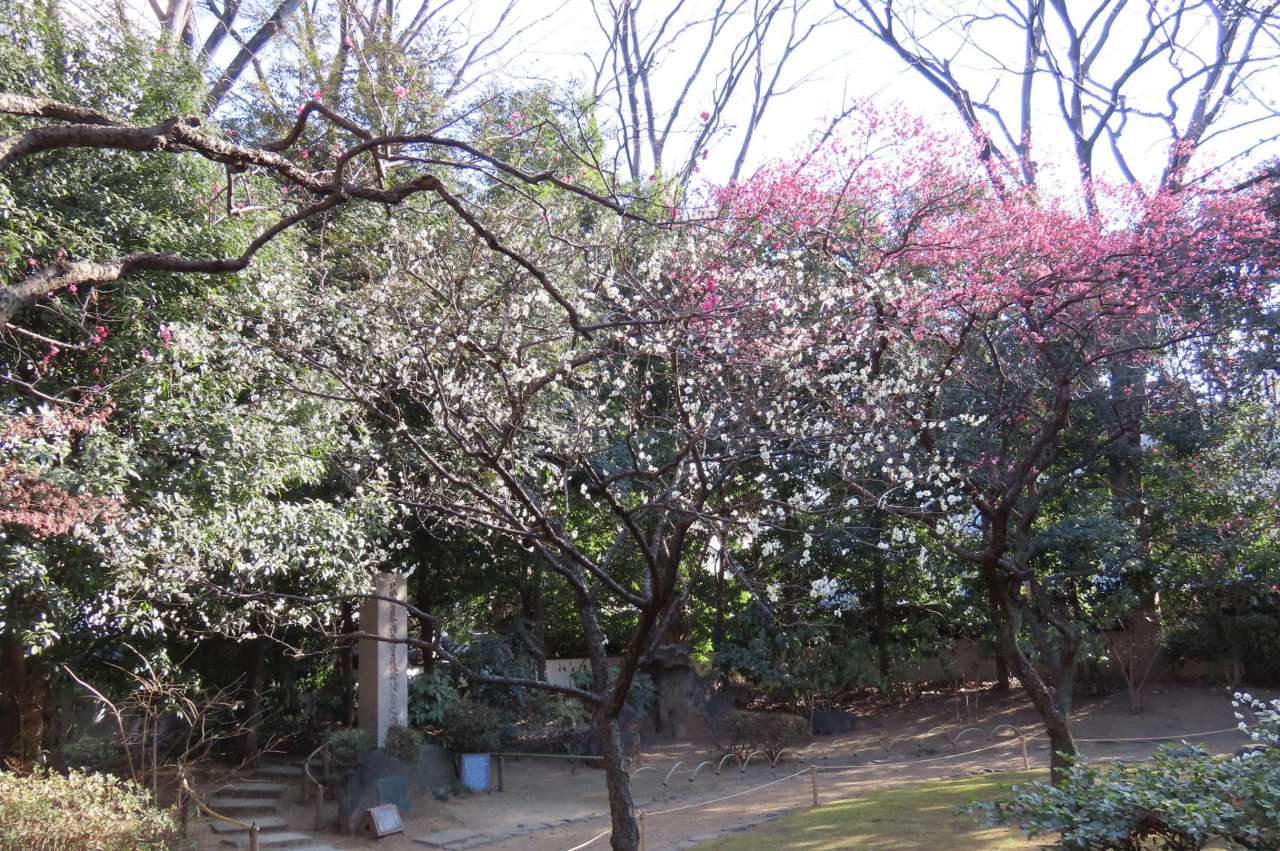 小石川後楽園260205梅林(1)